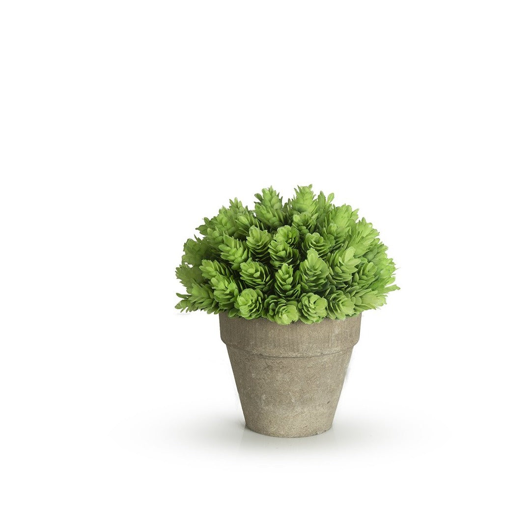 Pine Cones With Pot