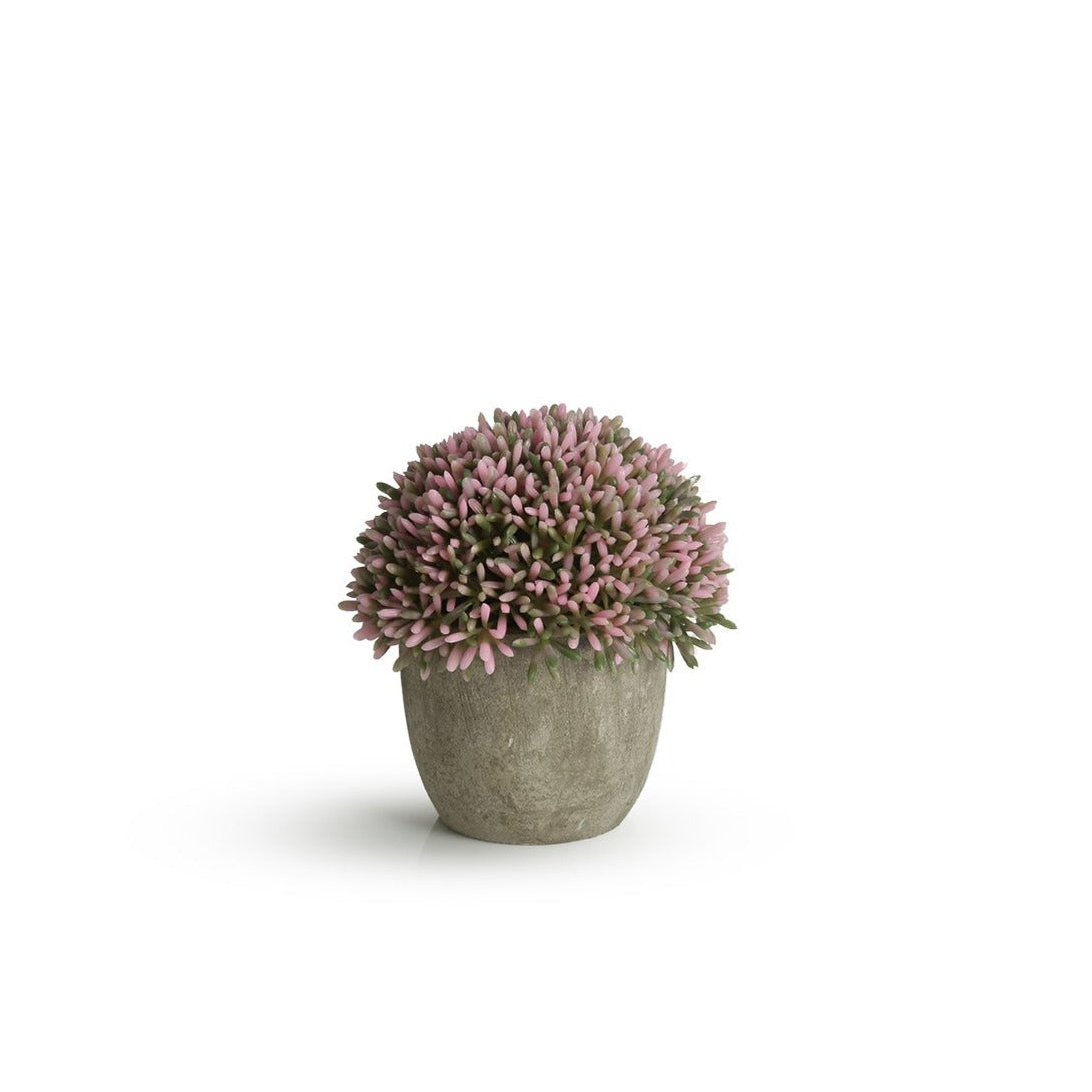 Sedum With Pot
