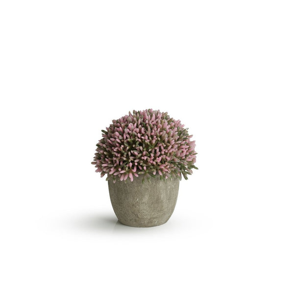 Sedum With Pot