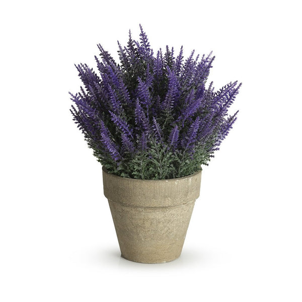 Hydrengea with Pot