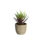 Agave Plant with Pot