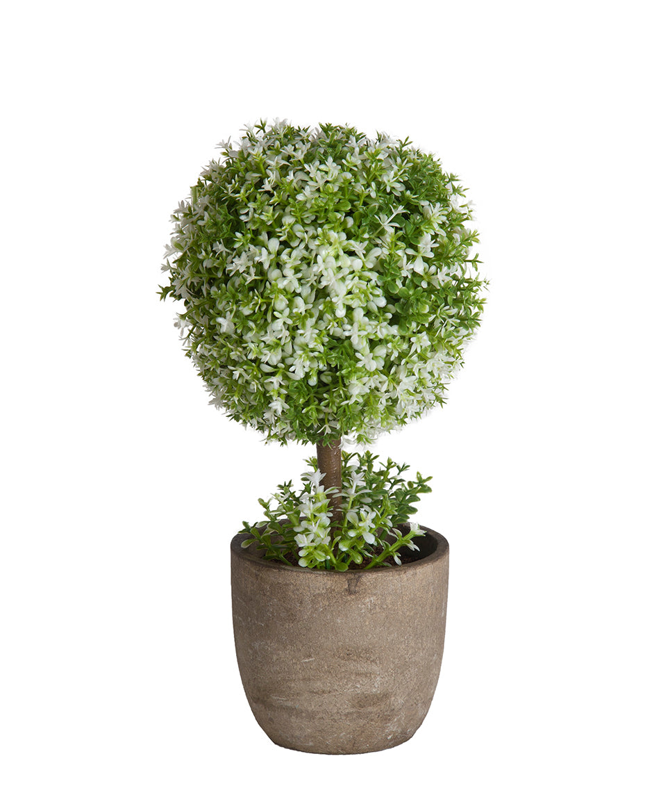 Bonsai with Vase