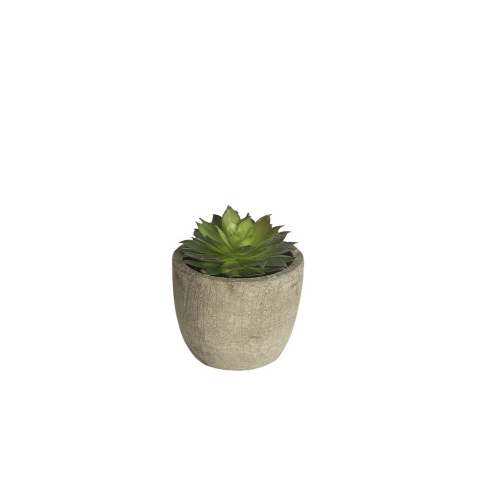 Echeveria with Pot