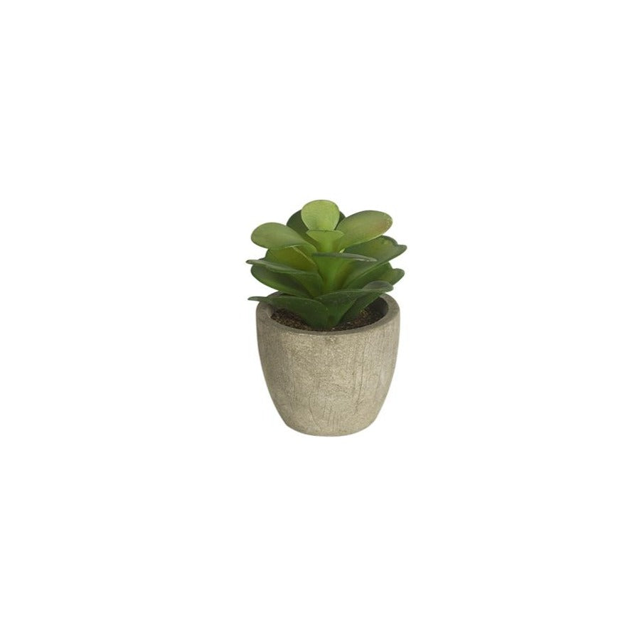 Salvinia with Pot